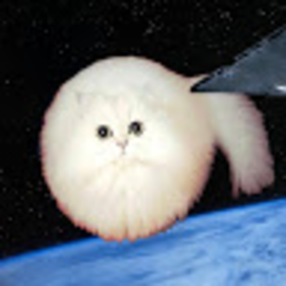 Meet your Posher, Annamarie